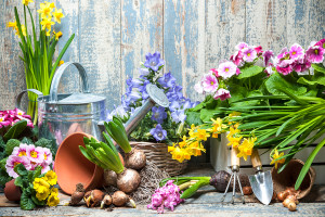 Spring Garden Quick Tips